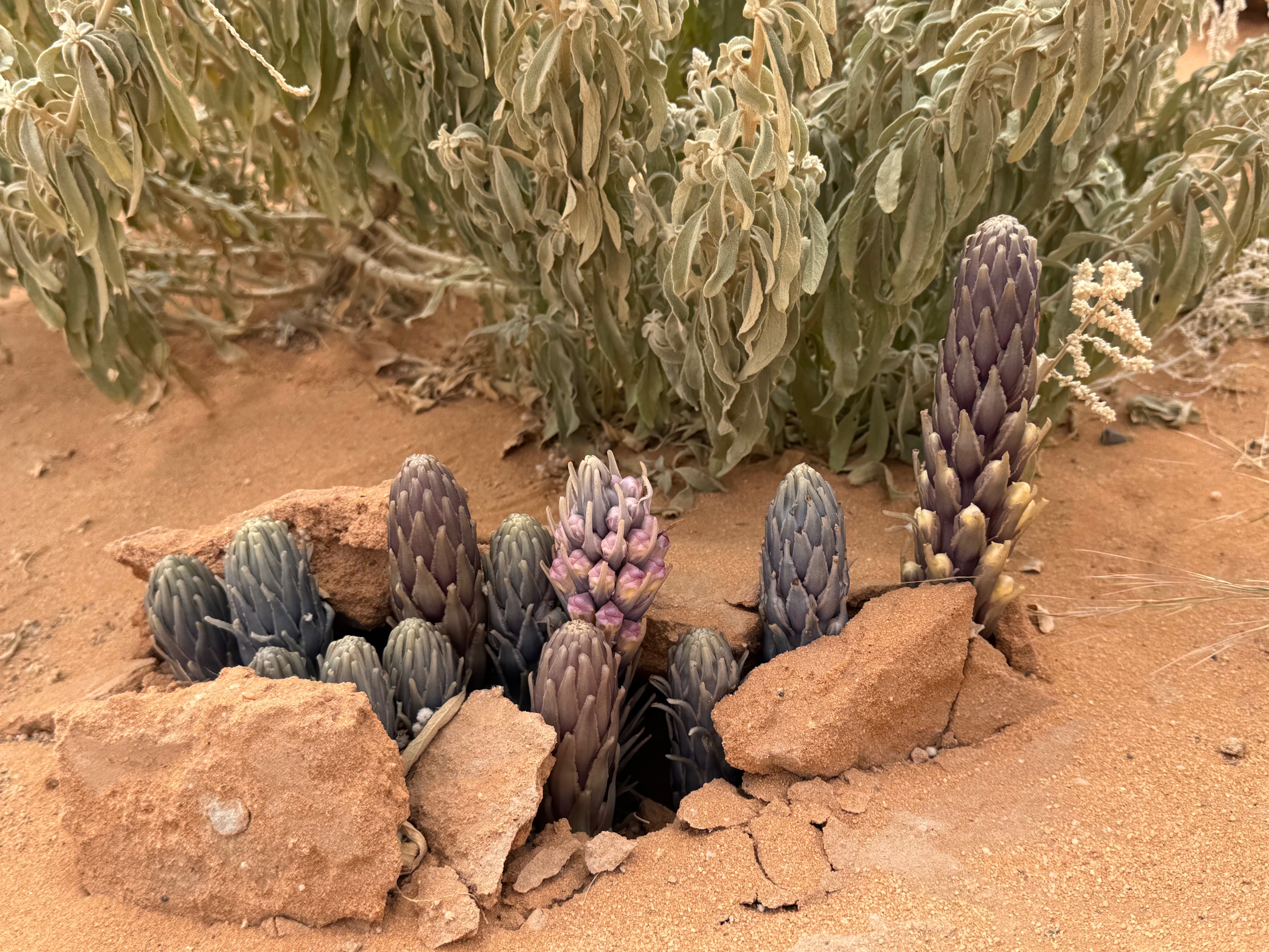 アルウラの砂漠の表面を力強く割って出てきた植物