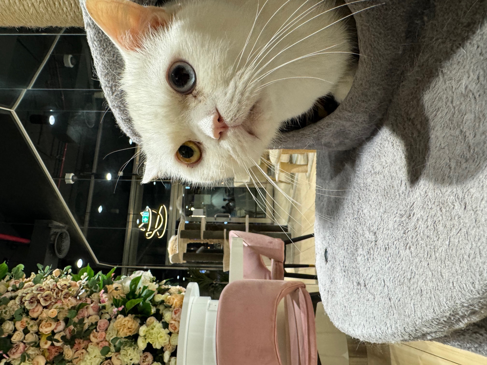 アラブ女子で賑わう　アブダビのお花のデコレーションが可愛いゴージャス猫カフェ