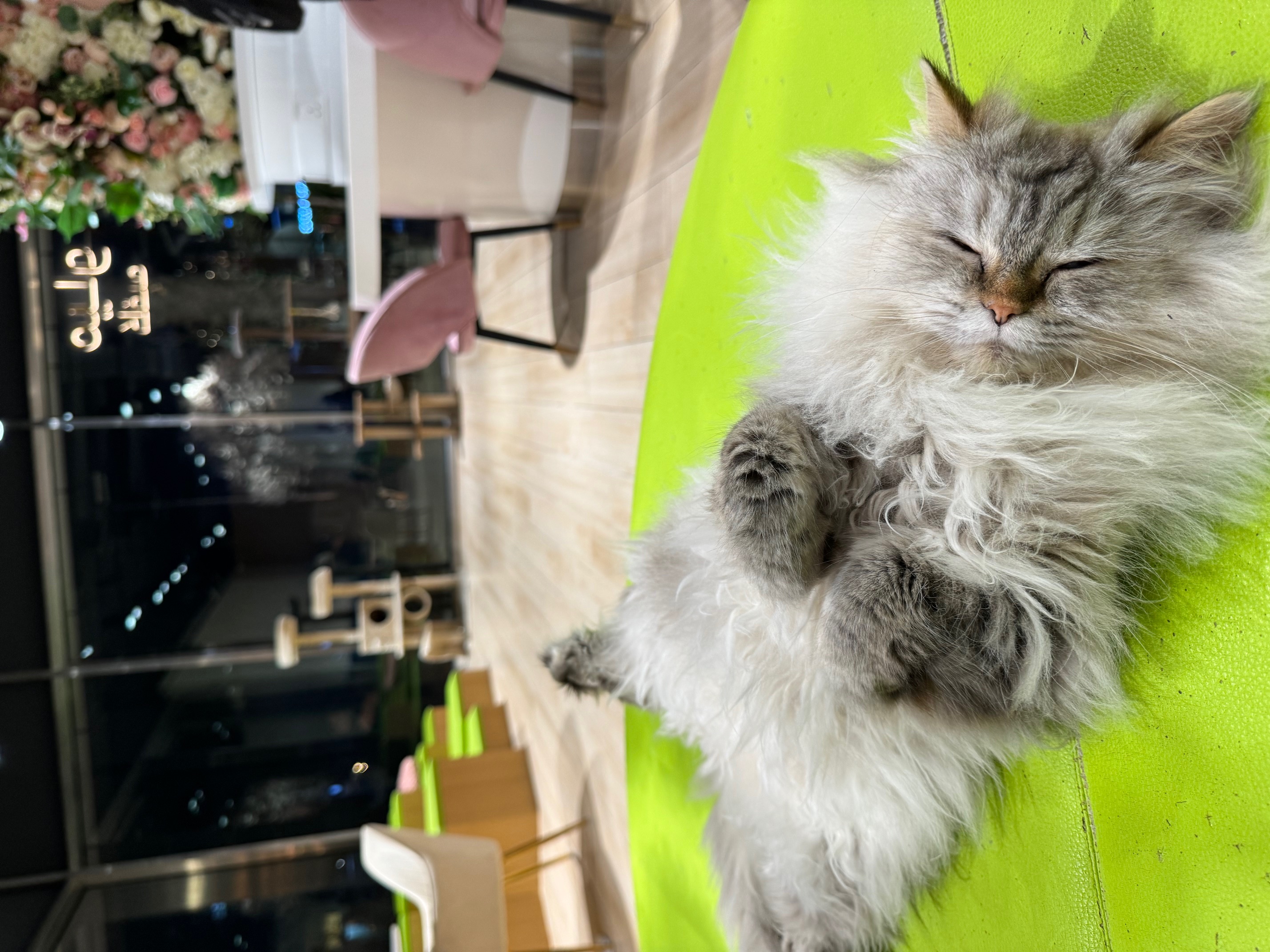 アブダビのゴージャス猫カフェは可愛いへそ天猫に癒されます。