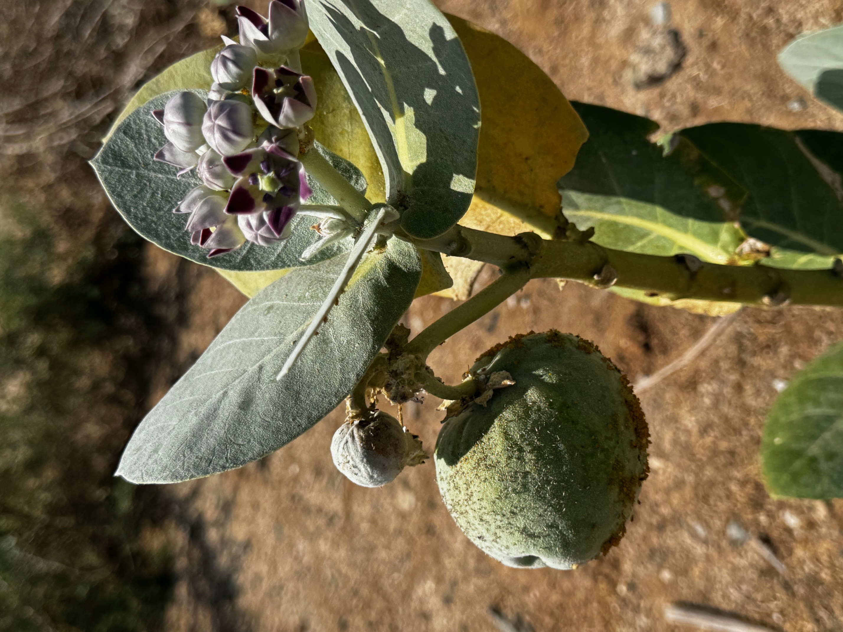 砂漠で大きな実を付け花を咲かせていた植物