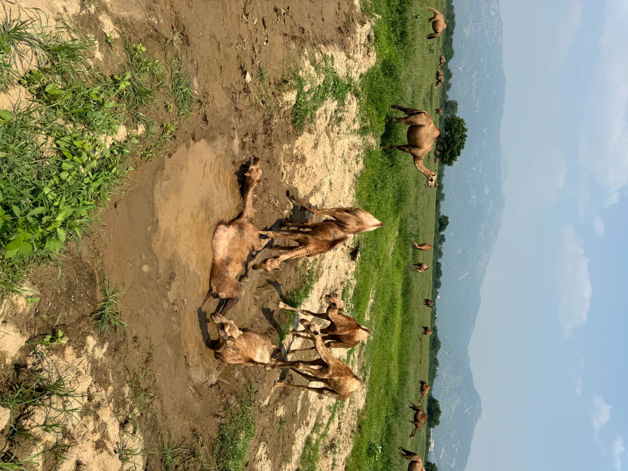 雨上がりの水たまりで水浴びするサウジの子ラクダたち