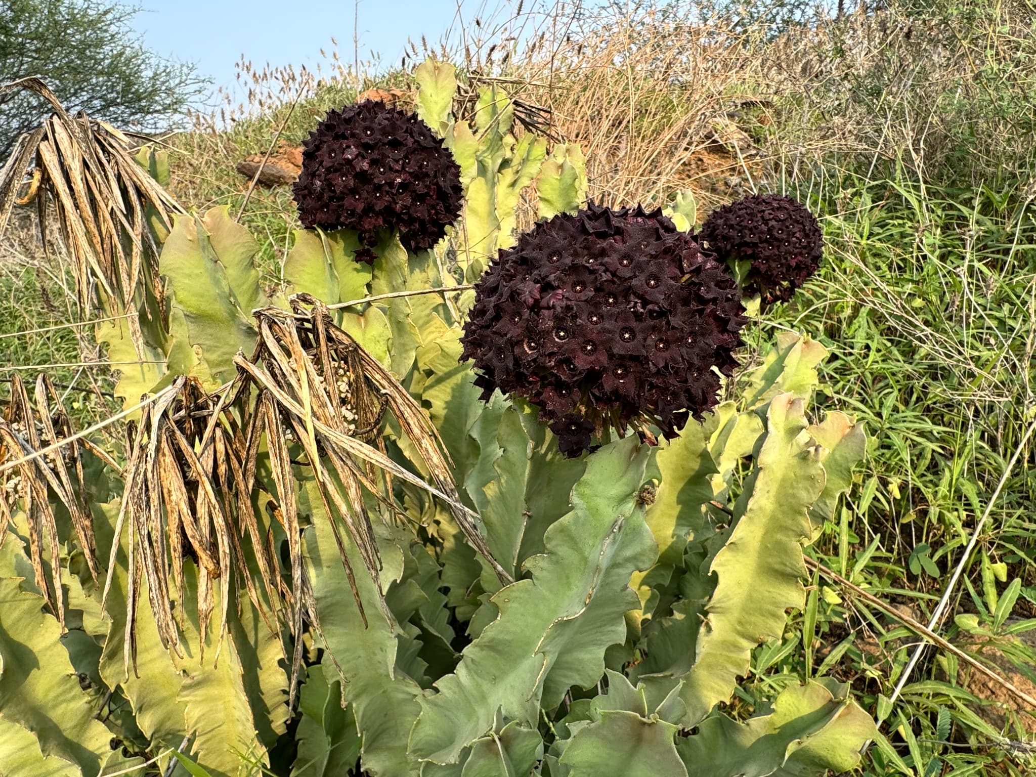 サウジの野で紫がかった黒い花を咲かせる多肉植物　希少種ガガイモ科カラルマ　アクラングラ