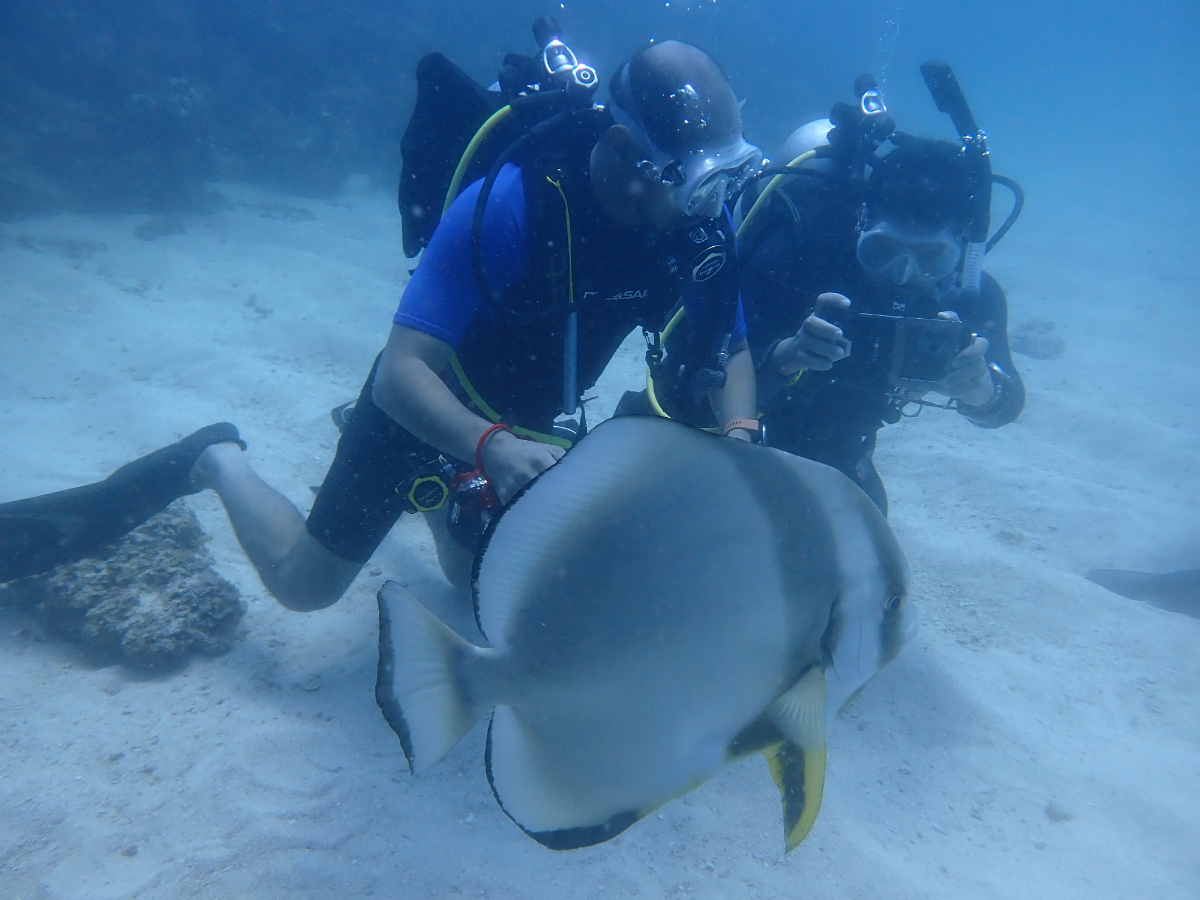 アラブは魚までも人懐こい