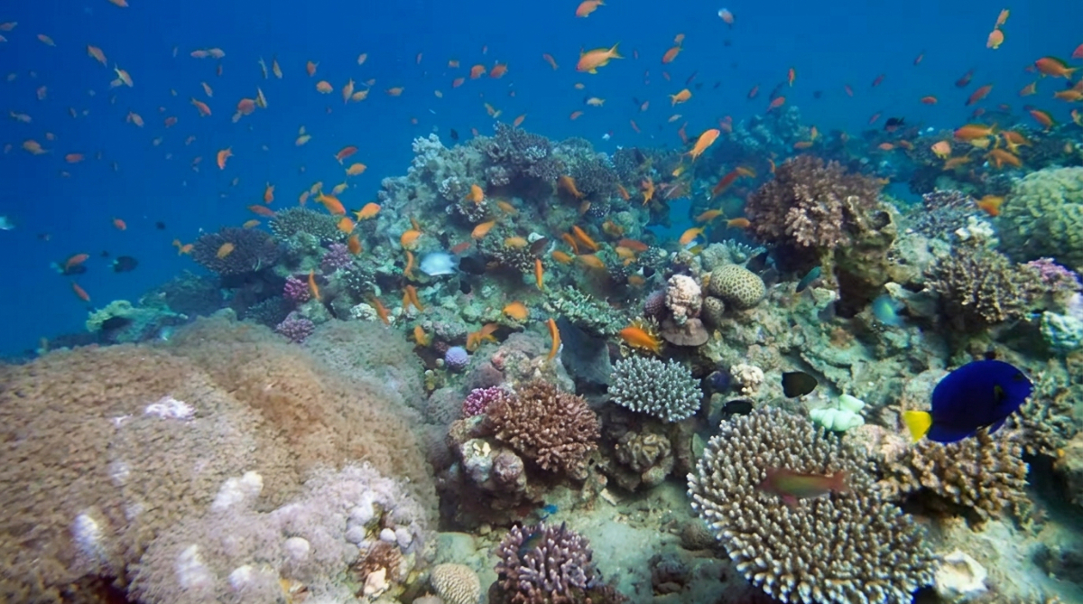 もうすぐユネスコ世界遺産に登録されるかもしれないヨルダンはアカバ湾の最北のサンゴ礁
