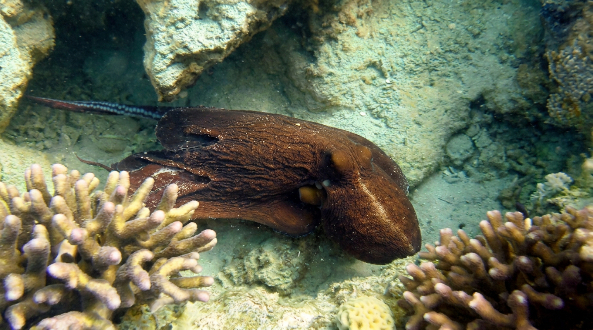 もうすぐユネスコ世界遺産に登録されるかもしれないヨルダンはアカバ湾のタコ