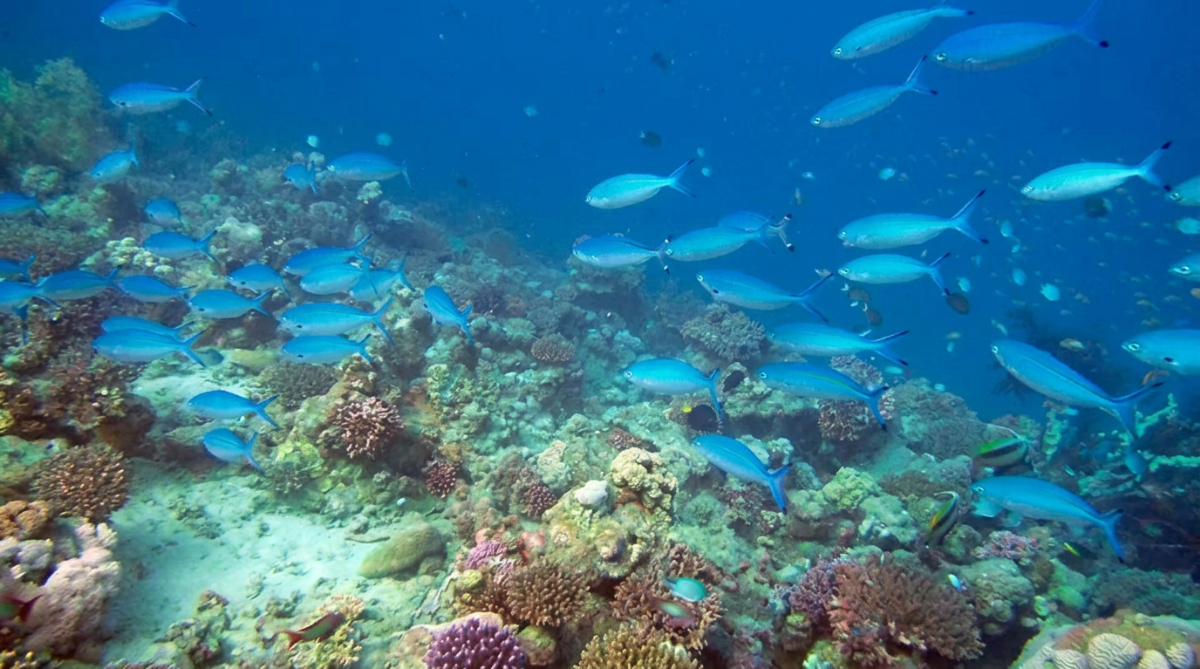 アカバ湾ではビーチ・エントリーでお魚の群れに取り囲まれるので、手軽にダイビングやシュノーケリングが楽しめます。