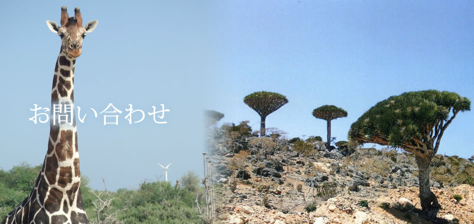お問い合わせ〜写真左はＵＡＥの皇族がアフリカから連れてきてしまったキリン　写真右はスコトラ島の固有種・竜血樹