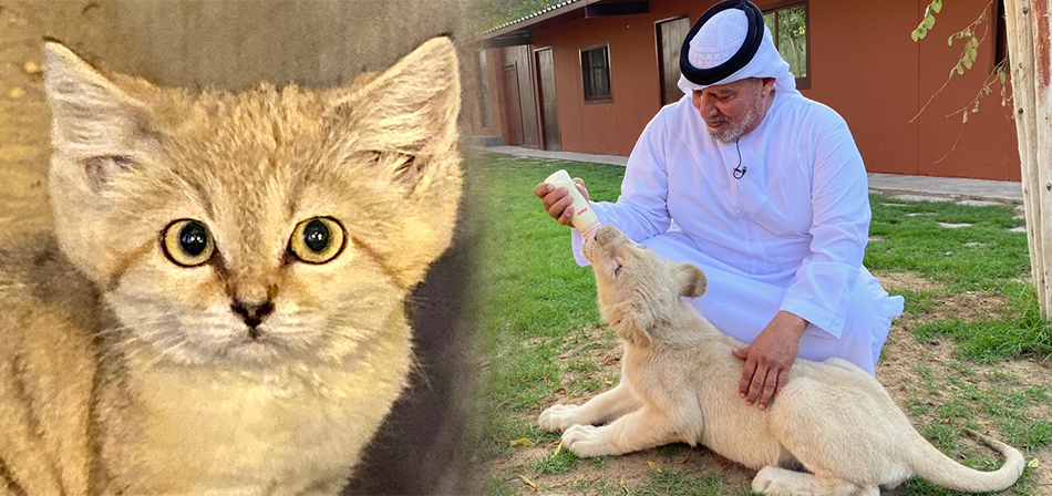 アラブ首長国連邦の富豪のプライベート動物園内にいた平たい顔の砂漠に住む猫　サンドキャット　／　ドバイの富豪のプライベート動物園でアラブ人レポーターがミルクを飲ませている赤ちゃんホワイト・ライオン
