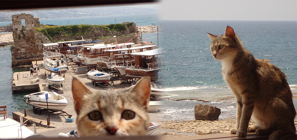 （左）レバノン・ビブロスのリゾート・ホテルのバルコニーにやってきた猫とコロナ禍でも楽しめるビブロス遺跡・ローマ遺跡（右）レバノン・ビーチ・リゾート地ビブロスの海を眺める猫